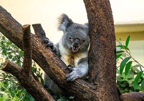 Beautiful koala relaxing on the Eucalyptus tree against blue sky