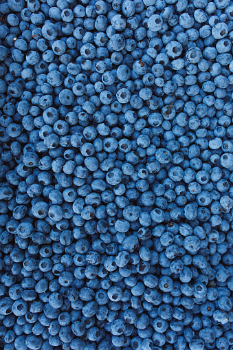 Close-up of large amount of fresh blueberries, background