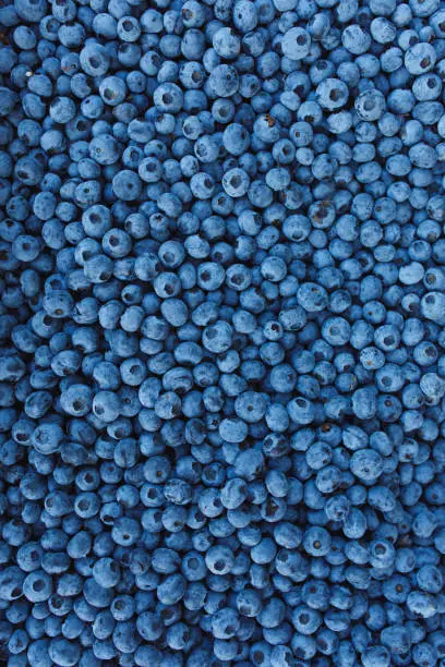 Close-up of large amount of fresh blueberries, background