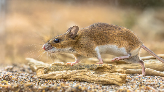 yellow-necked mouse (Apodemus flavicollis) walking on log and looking at camera in natural sandy habitat background