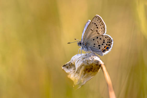 istock Cranberry blue on Common cottongrass with bright background 1349485601
