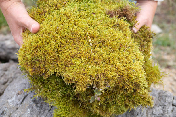 istock fresh forest moss in female hands close-up, collecting moss for decor 1349486016
