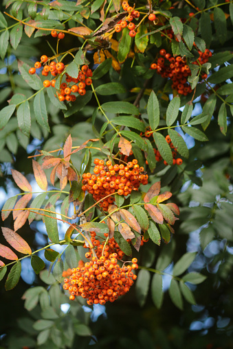 Stock photo showing a close-up view of Rowan leaves with orange berries growing on tree branch in sunny garden during the autumn. Sorbus is also commonly known as the Mountain Ash.