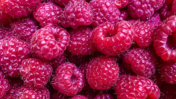 istock Texture background from a large number of raspberries 1349488153