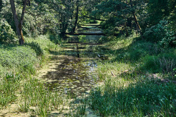 The Obra river flowing through the forest during summer in Poland
