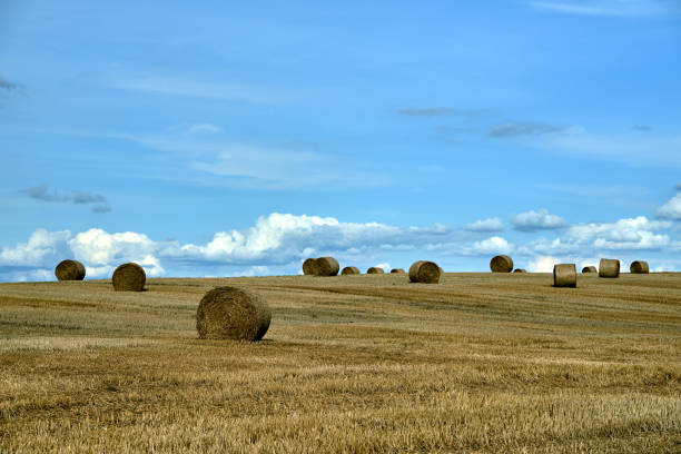istock Rural landscape with stubble during the summer 1349489005