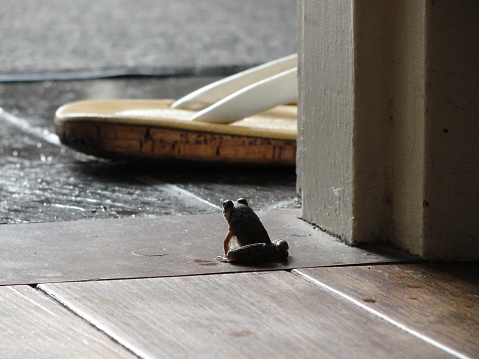 A tiny frog contemplates the morning light nearby a sandal