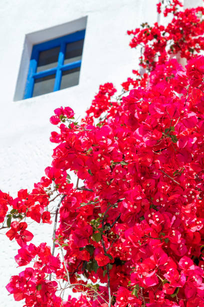 istock Tree and Flowers, Naxos, Greece 1349492224