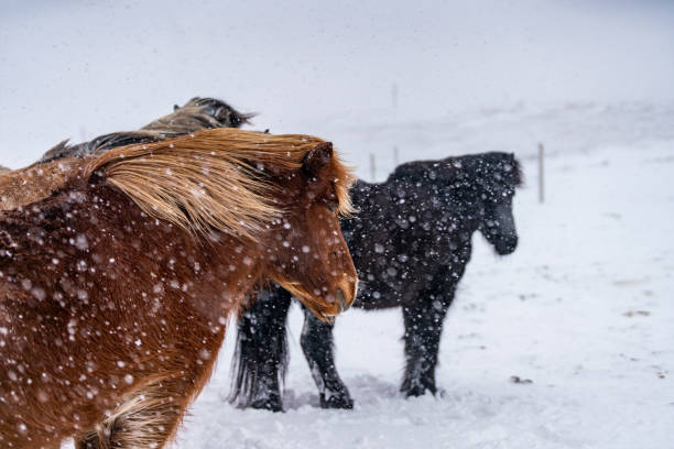 caballos islandeses. el caballo islandés es una raza de caballo creada en islandia. - horse iceland winter snow fotografías e imágenes de stock