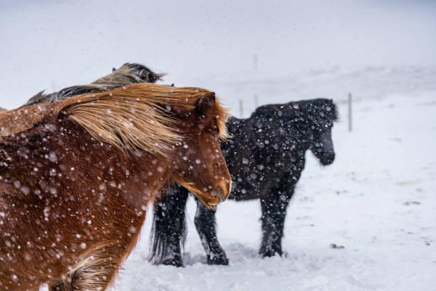 cavalos islandeses. o cavalo islandês é uma raça de cavalo criada na islândia - horse iceland winter snow - fotografias e filmes do acervo