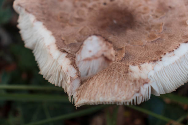 istock A rotten Parasol mushroom (Macrolepiota procera) on a field 1349499522