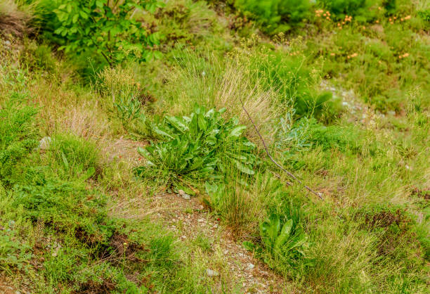 wild plant with green leaves on hills