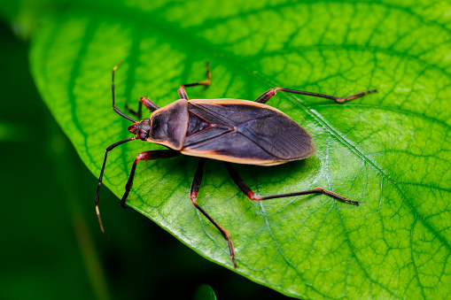 A brown winged insect sits still on a leaf in the morning.