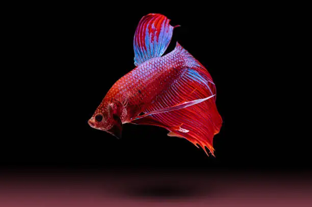 Red betta is swimming with beautiful gestures in black background.