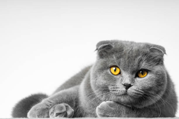 istock gray british shorthair cat with beautiful eyes on a white background 1349504100