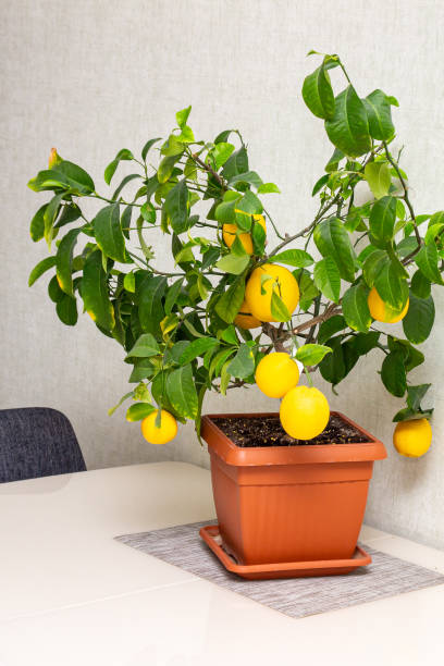istock Interior design of dining room with potted decorative lemon tree on the table. Ripe indoor growing yellow citrus fruits. Elegant home decor, template. Home gardening hobby 1349504152