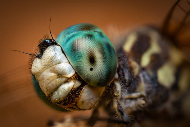 istock Extreme close-up of a Dragonfly 1349516961
