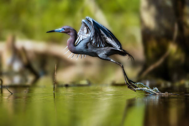 istock A Little Blue Heron Lunging into Flight 1349517474