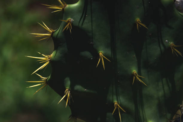 istock Thorns of Prickly Pear Cactus. 1349520573