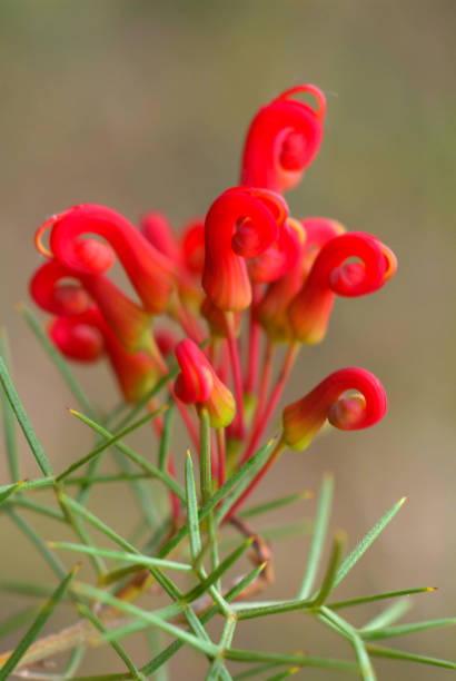 istock Australian Wildflowers 1349522141