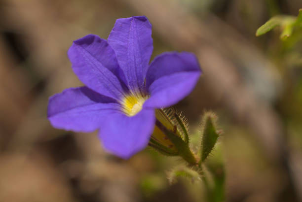 istock Australian Wildflowers 1349529957