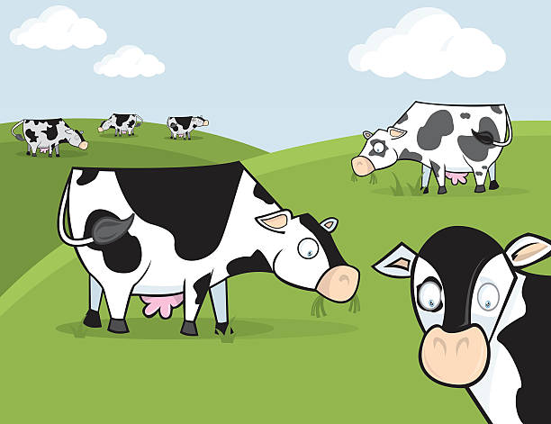 Cartoon of black and white cows grazing in a paddock This is a vector illustration of some cows in a field. herd of cows stock illustrations