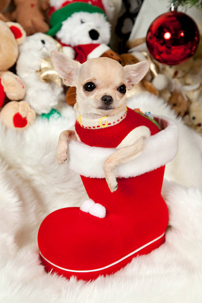 istock christams puppy 134954303