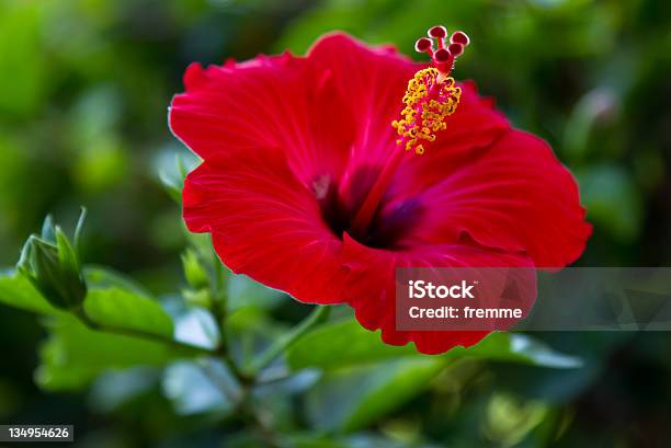 Hübsche In Rot Stockfoto und mehr Bilder von Baum - Baum, Blumenbeet, Blüte