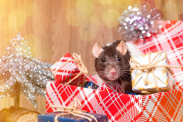 istock Cute little white rat, mouse sits in gift box.White Decorative rat dumbo inside red gift box .New Year concept. 1349548574