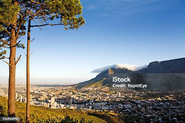 Cape Town - zdjęcia stockowe i więcej obrazów Sosna parasolowata - Sosna parasolowata, Góra Stołowa - RPA, Afryka