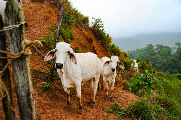 White Zebu cattle walking in line on a Costa Rican hillside. stock photo