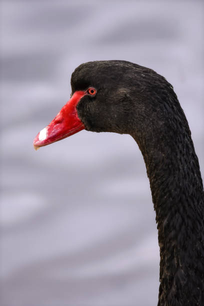 istock Black Swan close-up 1349561736