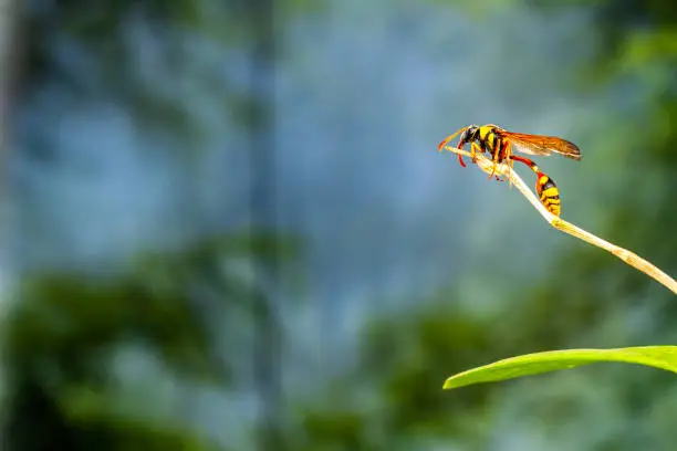 A wasp perched on a branch of an orchid plant, with a natural background in a forest on a sunny day, with copy space