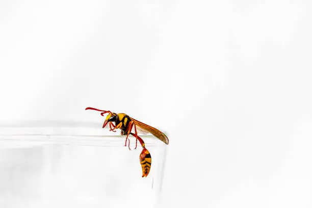 A wasp perched on the lip of a clear glass, nature and food concept, white background