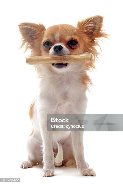 Foto de Filhote De Chihuahua E Seus Ossos e mais fotos de stock de Filhote de cachorro - Filhote de cachorro, Osso de Cachorro, Branco