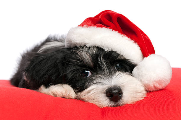 istock Cute Christmas havanese puppy dog 134956346