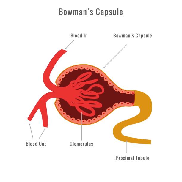 illustrazioni stock, clip art, cartoni animati e icone di tendenza di capsula di glomerulus bowman - glomerulus