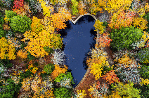 Looking down on a heart shaped pond surrounded by Autumn colours. (Pond is located in a public park.)