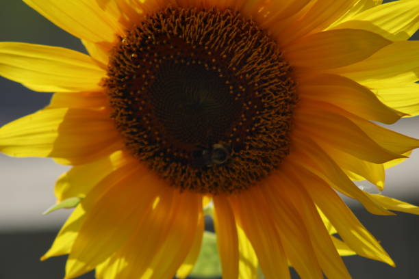 Sunflower with a Honeybee stock photo