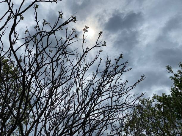 Tree Branches Rising on a Cloudy Day stock photo