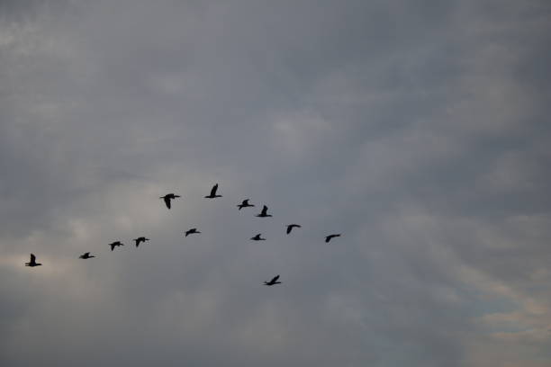 Birds Flying Together on a Cloudy Day stock photo