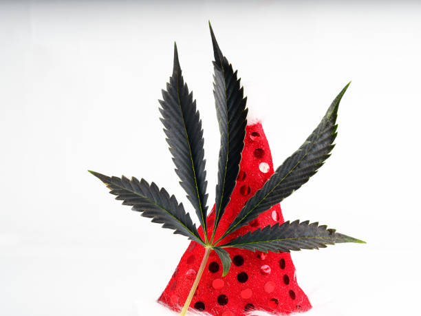 christmas cannabis concept. medical marijuana and santa hat. stock photo