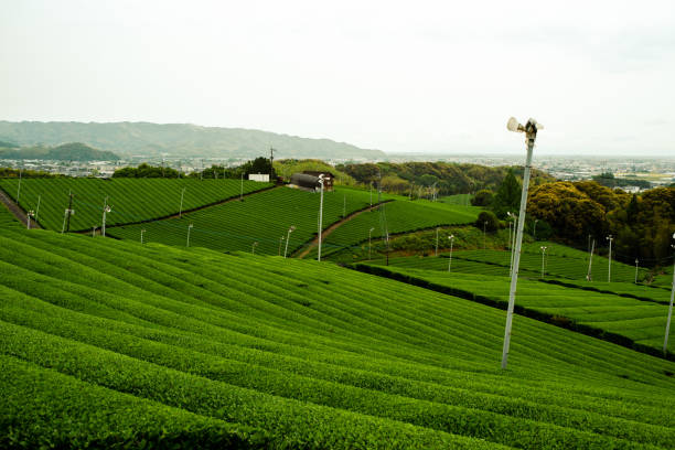 Tea garden