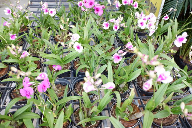 le orchidee hanno molte associazioni con valori simbolici. ad esempio, l'orchidea è il fiore della città di shaoxing, in cina ... - orchid plants foto e immagini stock