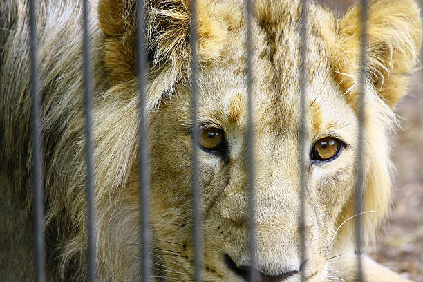 istock Lion in the Zoo 134957476