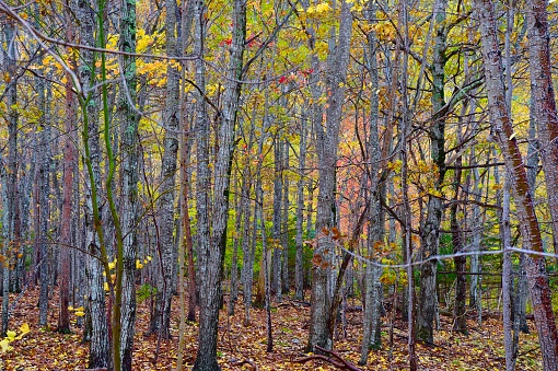 Autumn in Acadia National Park