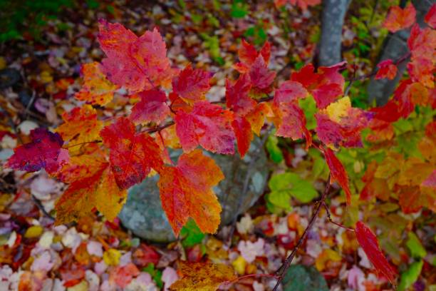 istock Fall Colors in New England 1349575915