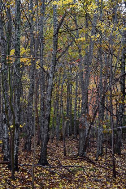 istock Fall Colors in New England 1349575926