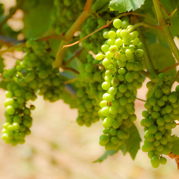 istock Green Grapes on the Vine 1349579665