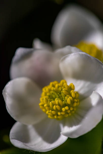 flowers captured in Bohinj valley Slovenia